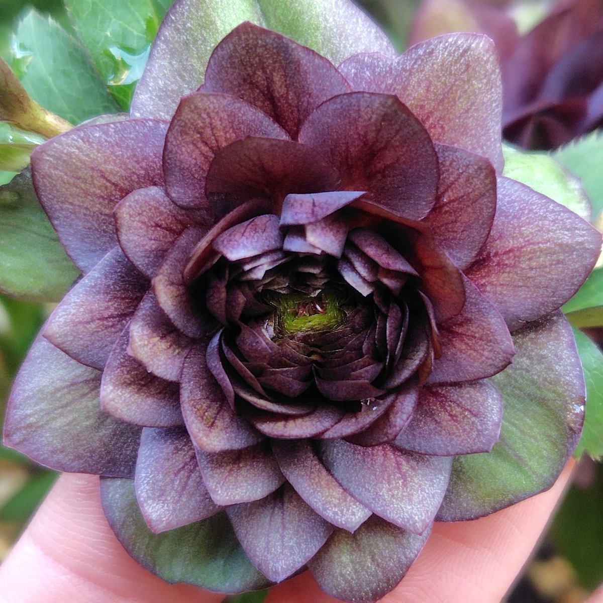 先日投稿した広瀬園芸さんの多弁が今になってフル多弁化した。 蕾買い