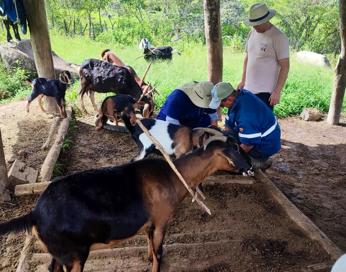 Agricultura_CZ7's tweet photo. #Loja | En el cantón #Quilanga, se ejecuta acciones orientadas al fortalecimiento del sector agropecuario mediante asistencia técnica en nutrición de los principales cultivos, elaboración de bioinsumos para la nutrición orgánica y acompañamiento técnico en bovinos y caprinos. https://t.co/i2ngFAvlrU