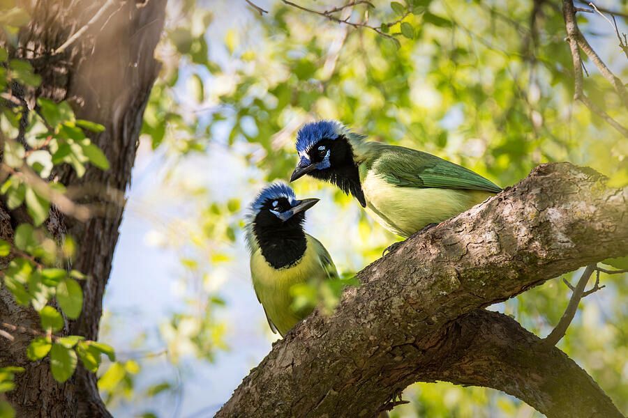 DebraMartz's tweet image. When I saw this pair looking at each other, I saw, "Yes, I only have eyes for you."
Green Jays, birds of the tropics, whose range stretches into Texas

debra-martz.pixels.com/featured/yes-i…

#GreenJays #Jays #bird #love #amor #birds #aves #BirdLovers #featheredFriends #photography #buyintoart
