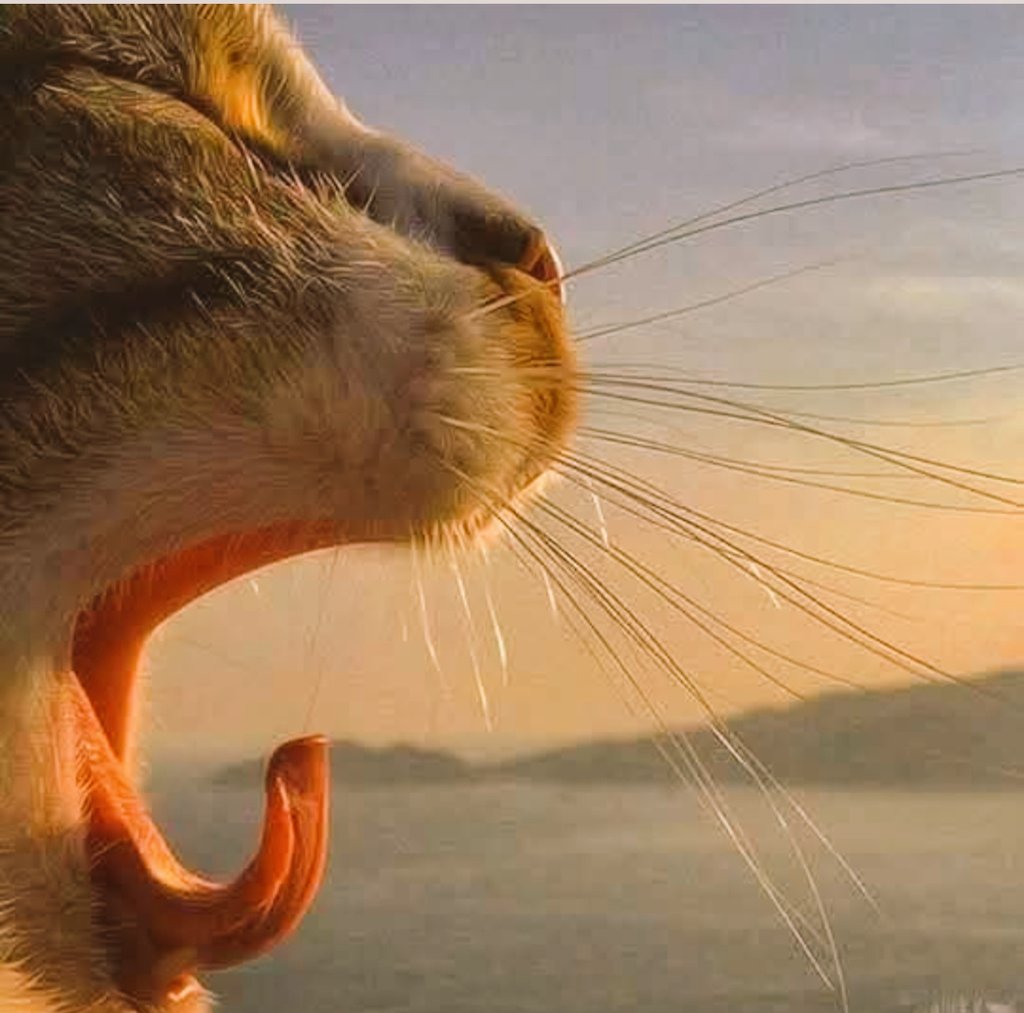 dianadosanto's tweet photo. 💛MACRISTAS QUERIDOS
HOY GRAN PERO GRAN DÍA DE MÍ ÚNICO PRESIDENTE 
ÚNICO LÍDER @mauriciomacri 
EL DÍA DEL GATO SE CELEBRA Y SE FESTEJA!!! https://t.co/kdMtEigyX7