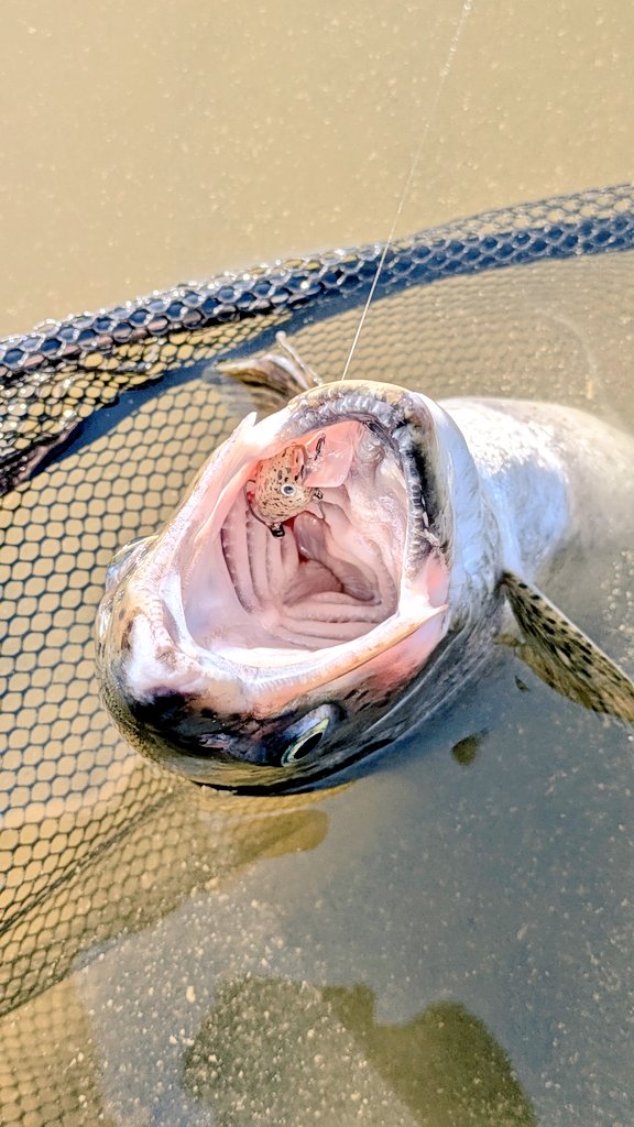 areafishing_AFA's tweet image. なんとフリクラDR30F、富士の介に丸呑みされてました！
#PR
#TIMCO
#フリクラDR30F