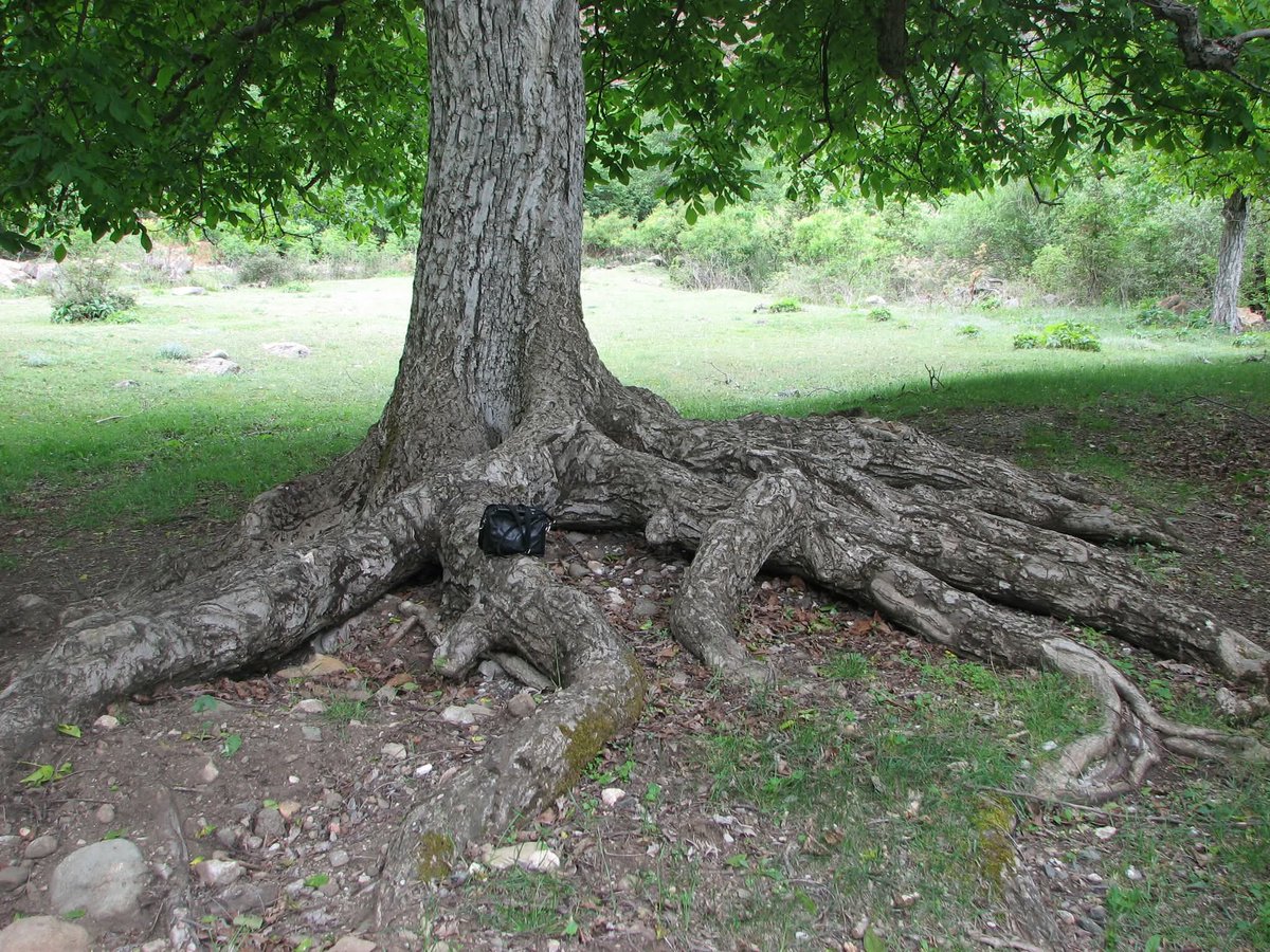 5-10 m. den daha yakın dikilirlerse ağaçların kökleri evlerinizin temeline zarar verir.  İncir, dut, ceviz, povlonya, dişbudak, kavak ve çınar gibi türlerin kökleri çok güçlüdür. 10 cm kalınlığında bir kök 50 ton yükü kaldırabilir. Evlerin yakınlarına çalı türleri uygundur.