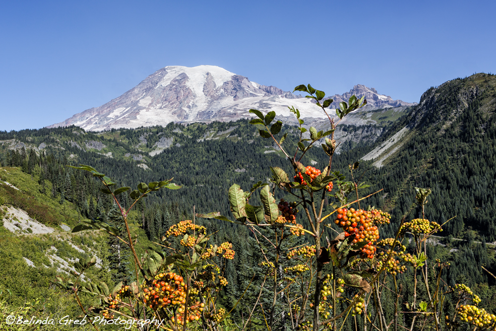 Belinda Greb tweet media