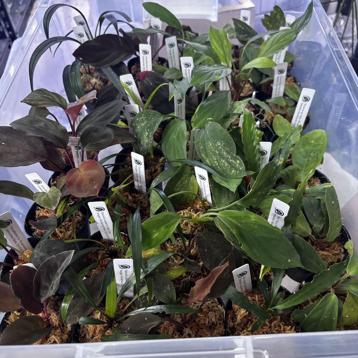 トイ吉園芸@4/10〜12 オキボタスプリング tweet media