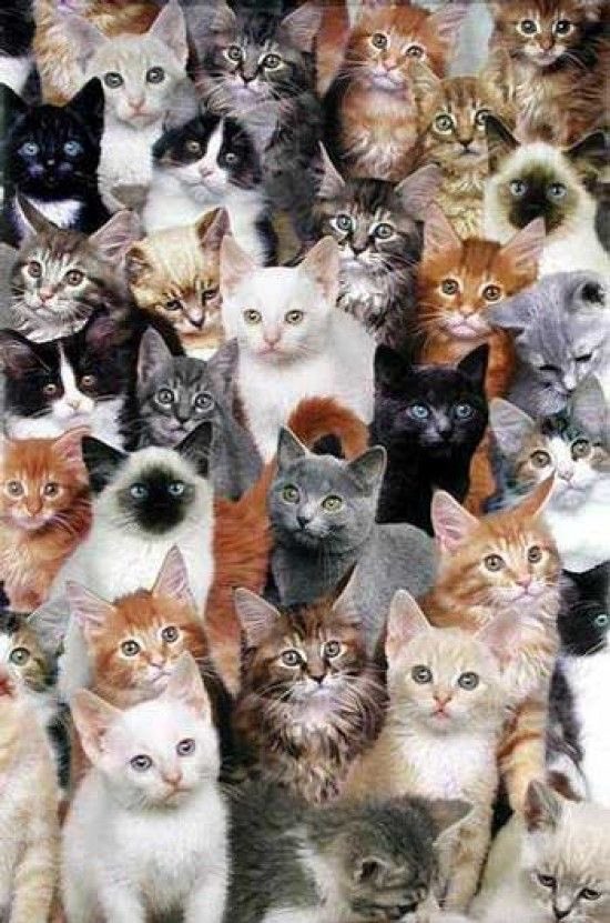 daredevil characters as cats (a thread)