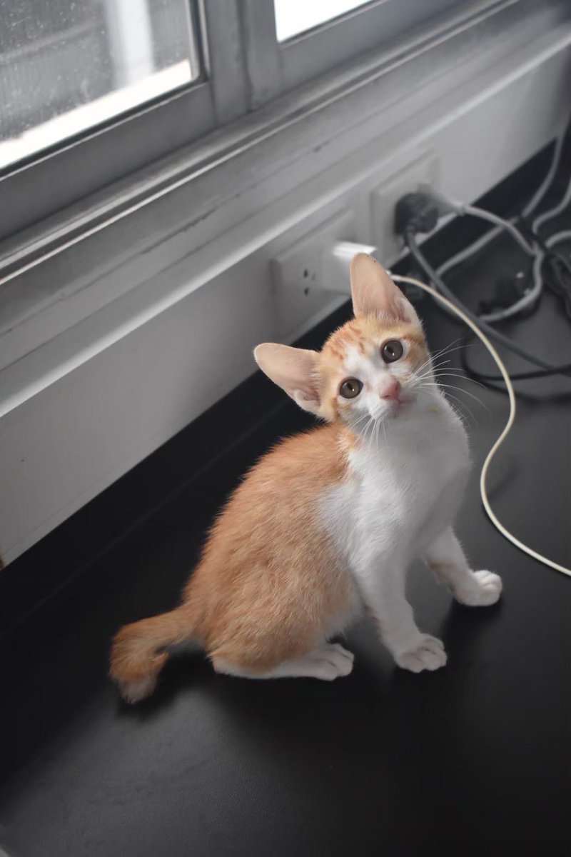 จริงคับบ หนูอยู่มาตั้งแต่ตัวเท่านี้ 🤏🏻 มีพี่น้อง4ตัว ตอนนี้เหลือกันแค่2ตัวเองค้าบ 🥺🐈