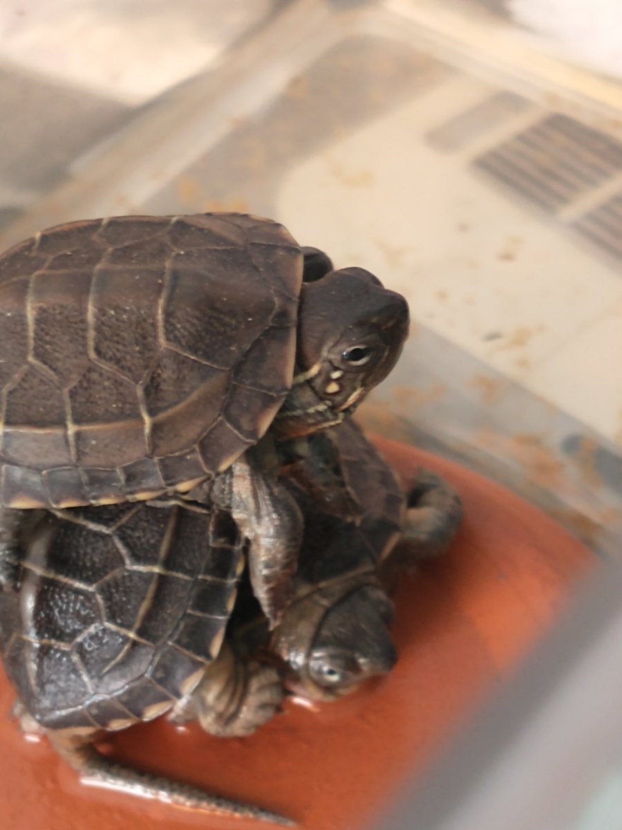 2/21 カメさんはなぜか人の上に乗るのが好きなのね（笑）本日も元気に営業中　イトミミズ　コオロギ販売中です。
＃コオロギ ＃イトミミズ #爬虫類 #熱帯魚  #爬虫類好きの人と繋がりたい #熱帯魚好きと繋がりたい #熱帯魚ショップ  #アクアショップ    #あくあこねくしょん