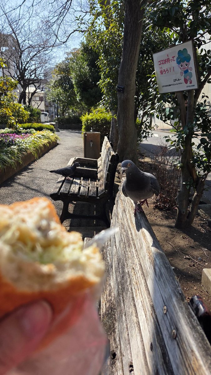 itudemonemui's tweet photo. The pigeons are after my lunch. I won't give it to them. https://t.co/52sRpnR555