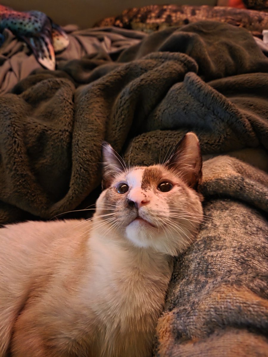 🌿☀️ fern! ☀️🌿 tweet media