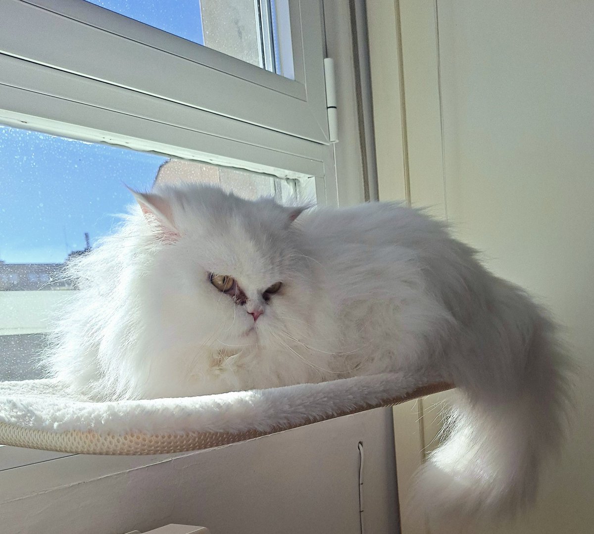 SyldaviaGerardo's tweet photo. @BuhosNo Los #gatos esfinge, no son guapos
Son una excentricidad felina
"Yo: soy guapa"
#DiaMundialDelGato
#WorldCatDay https://t.co/L7BVRuDQK1