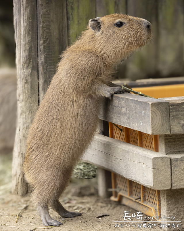 capybarahp's tweet photo. 仔カピバラの、とっぷりとしたお腹が可愛い。

#カピバラ #capybara #水豚 #長崎バイオパーク https://t.co/H0zYIHJAav
