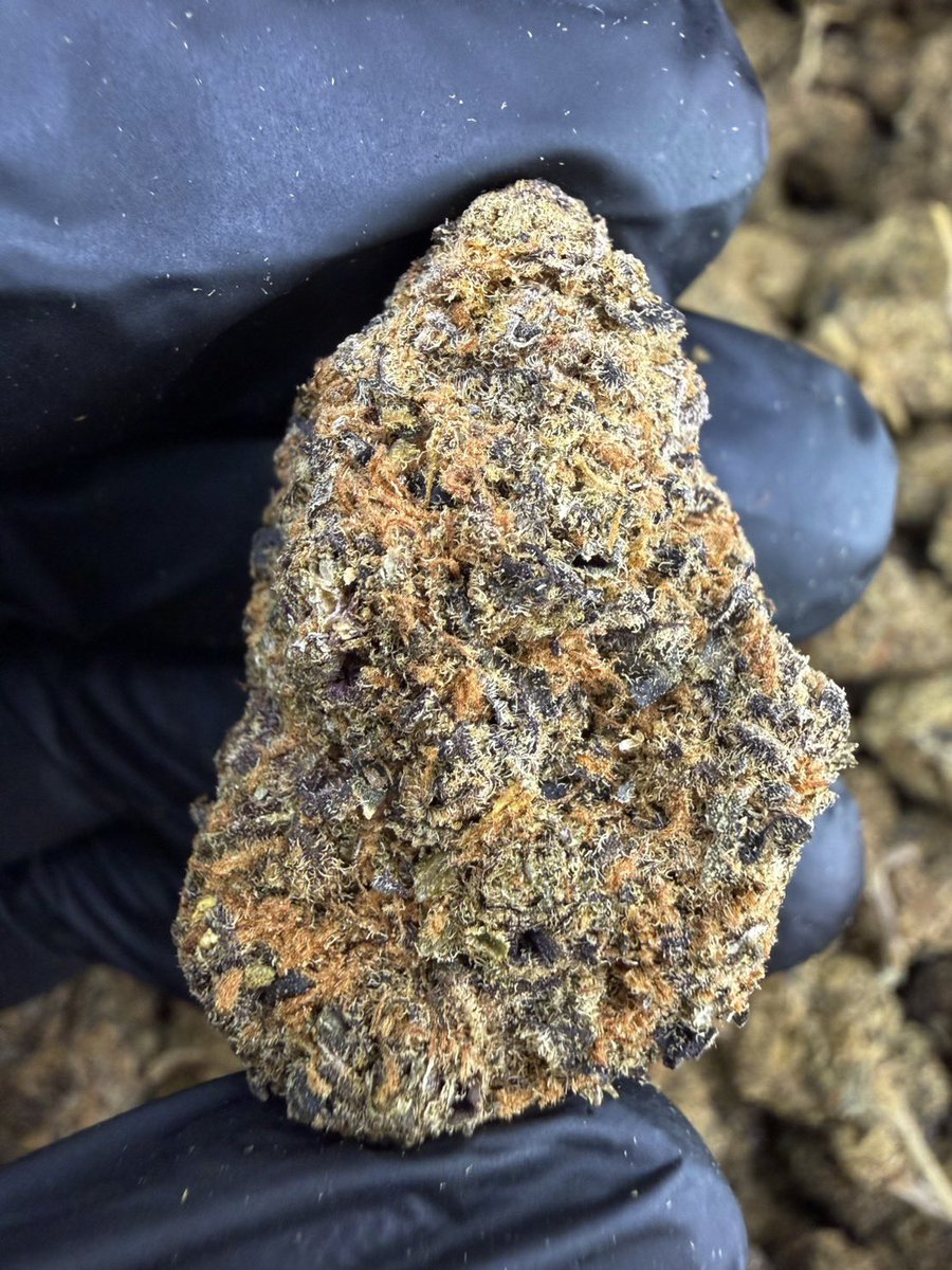 HippieVibe999's tweet photo. Wedding Cake 💗 🍰  
Indica 60% Sativa 40%

THC ≈ 27%
Flavors : 🍰 Vanilla · 🍬 Sweet · 🌿 Earthy · 🍦 Creamy · ⛽ Gas

Contact Line➡️ https://t.co/lCmrEBHqs5

#กัญชา #weed #กัญชากรุงเทพ #OG #สายเขียว #cannabis #กัญชาส่งGrab https://t.co/M48Qi1V8tQ