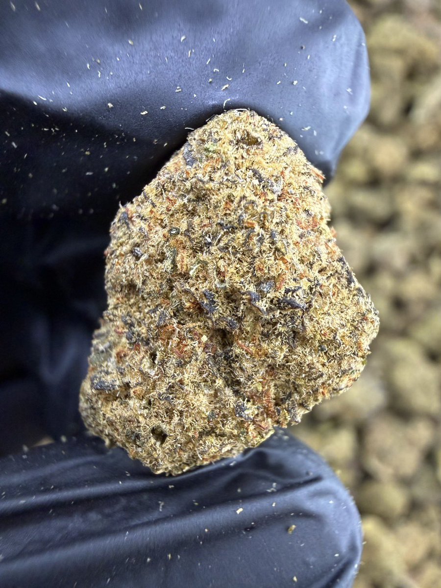HBud555991's tweet photo. LA Bomba 💣🌴 
Indica 50% Sativa 50%

THC ≈ 28%
Flavors : 🍍 Tropical Sweet · 🍬 Candy Funk · 🌿 Herbal · ⛽ Gas · 🔥 Loud

Contact Line➡️ https://t.co/eW6KRyECbA

#กัญชา #weed #กัญชากรุงเทพ #OG #สายเขียว #cannabis #กัญชาส่งGrab https://t.co/0NE8801TZC