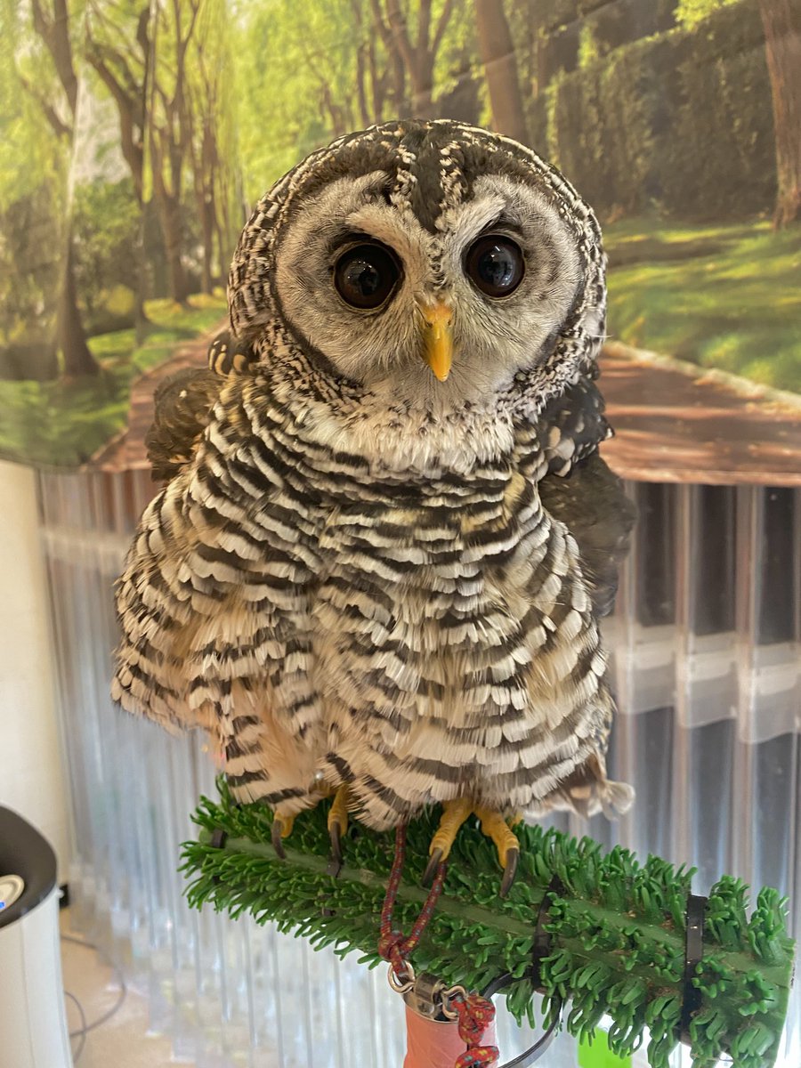 フクロウページ こんにちは☺️ お客さま待ってるアカアシちゃん🦉🩷 『只今すぐにご入