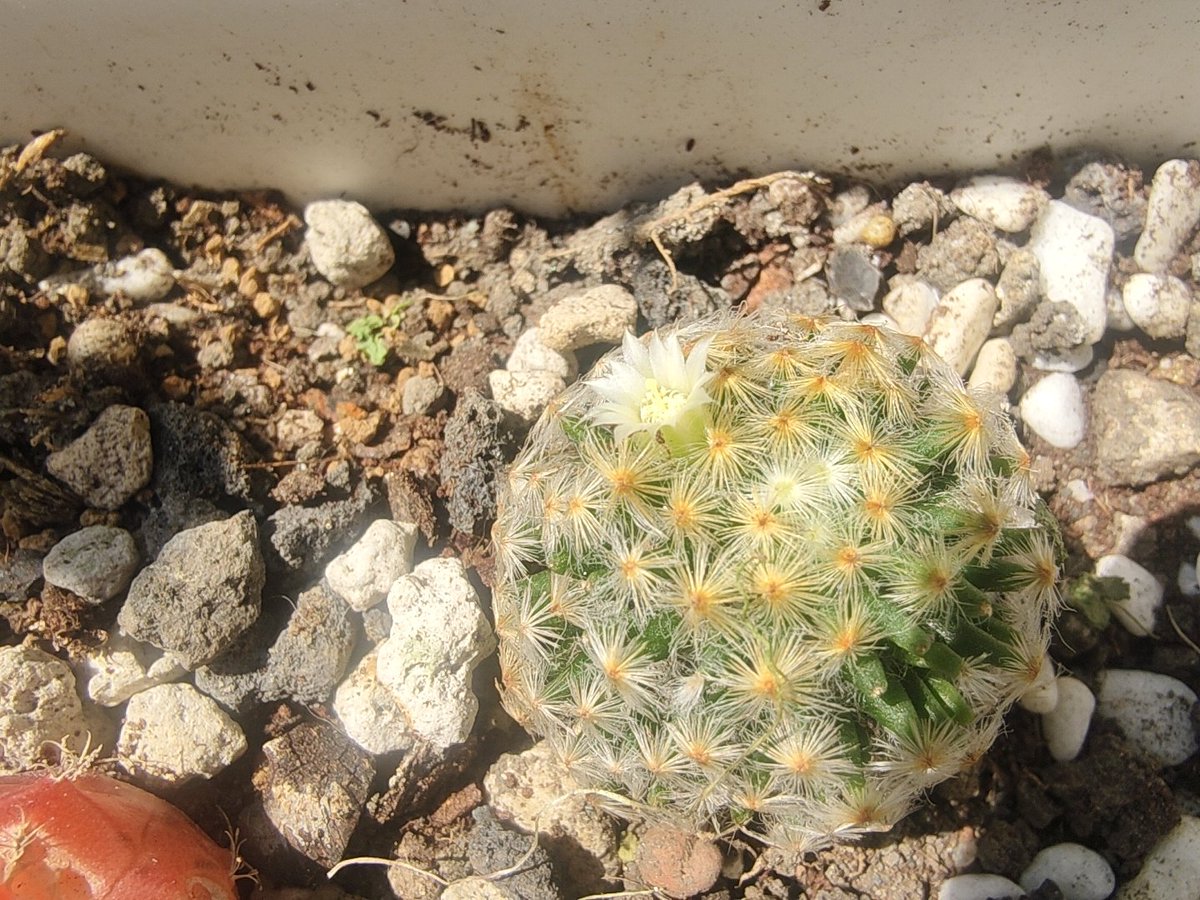 北極星🌟&風鈴草🍀 葉紫 tweet media