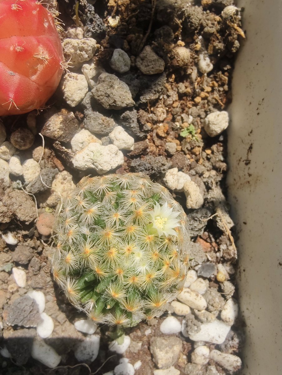 北極星🌟&風鈴草🍀 葉紫 tweet media