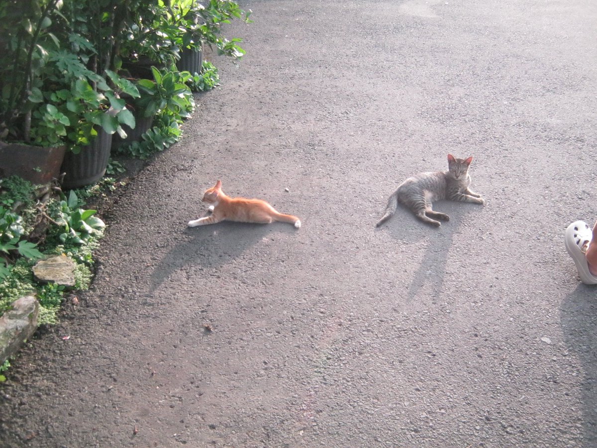 loveethecat tweet media