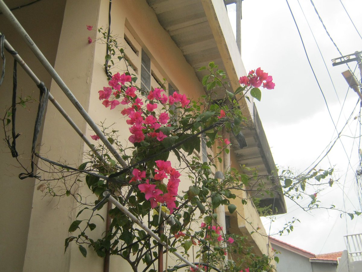 loveethecat tweet media