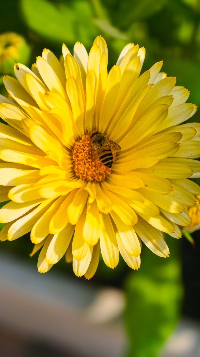 ib_ifs's tweet photo. Spring Unfolding.
Blooming Mode: On
#Flowers
#Spring
#Dahlia
#anthophile https://t.co/oQKO1r4MZg