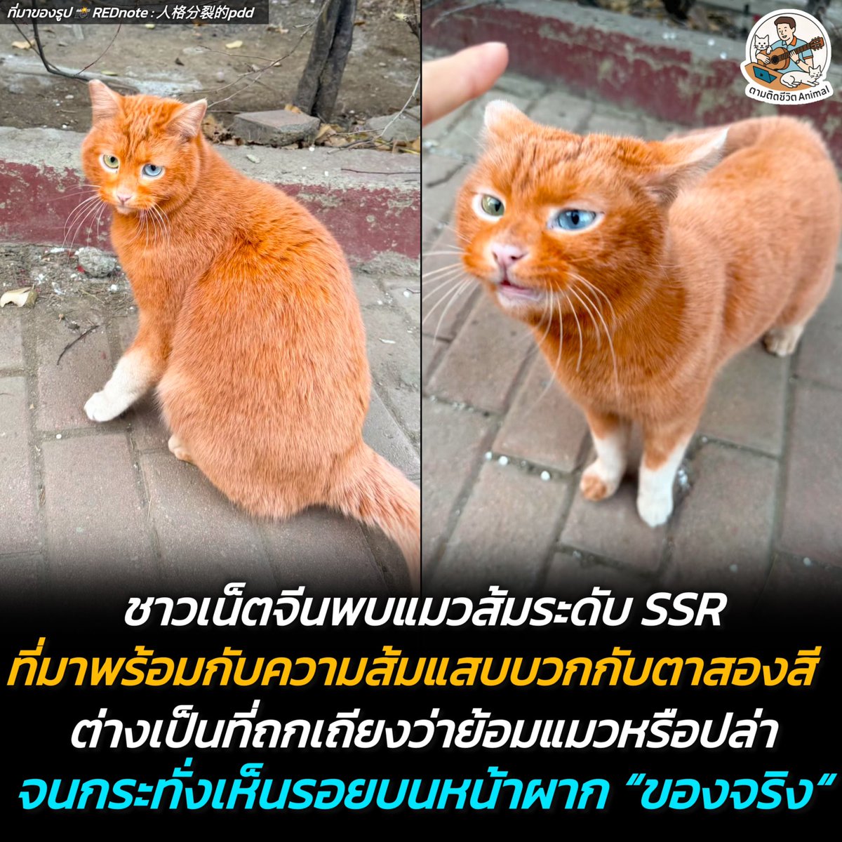 ทำชาวเน็ตตะลึง หลังมีคนพบแมวส้มแรงค์ SSR พร้อมกับแรร์ไอเทมตาสองสี สีขนส้มจนคนแสบตา จนโดนทักว่าแอบไปย้อมสีมาหรือเปล่าแต่เจอจุดสังเกตนี้เข้าไป บอกได้คำเดียวว่า “พี่เค้สาอ่ะของจริง“ (มีคลิปเพิ่มเติมของน้อง)😳🥹🤣
อาณาจักรสัตว์โลก มีม&amp;สาระ By ตามติดชีวิตAnimal