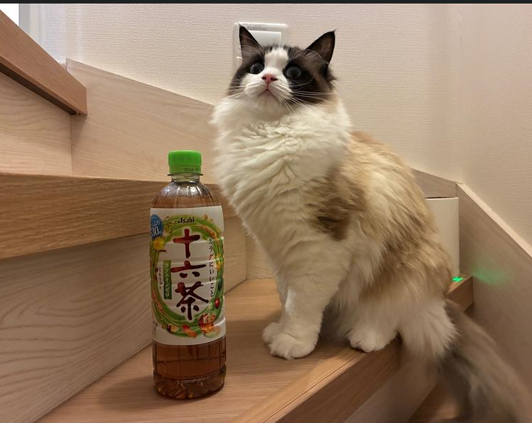 あなたの猫ちゃんは十六茶何本分ですか？ #猫の日 #アサヒ飲料社員の猫