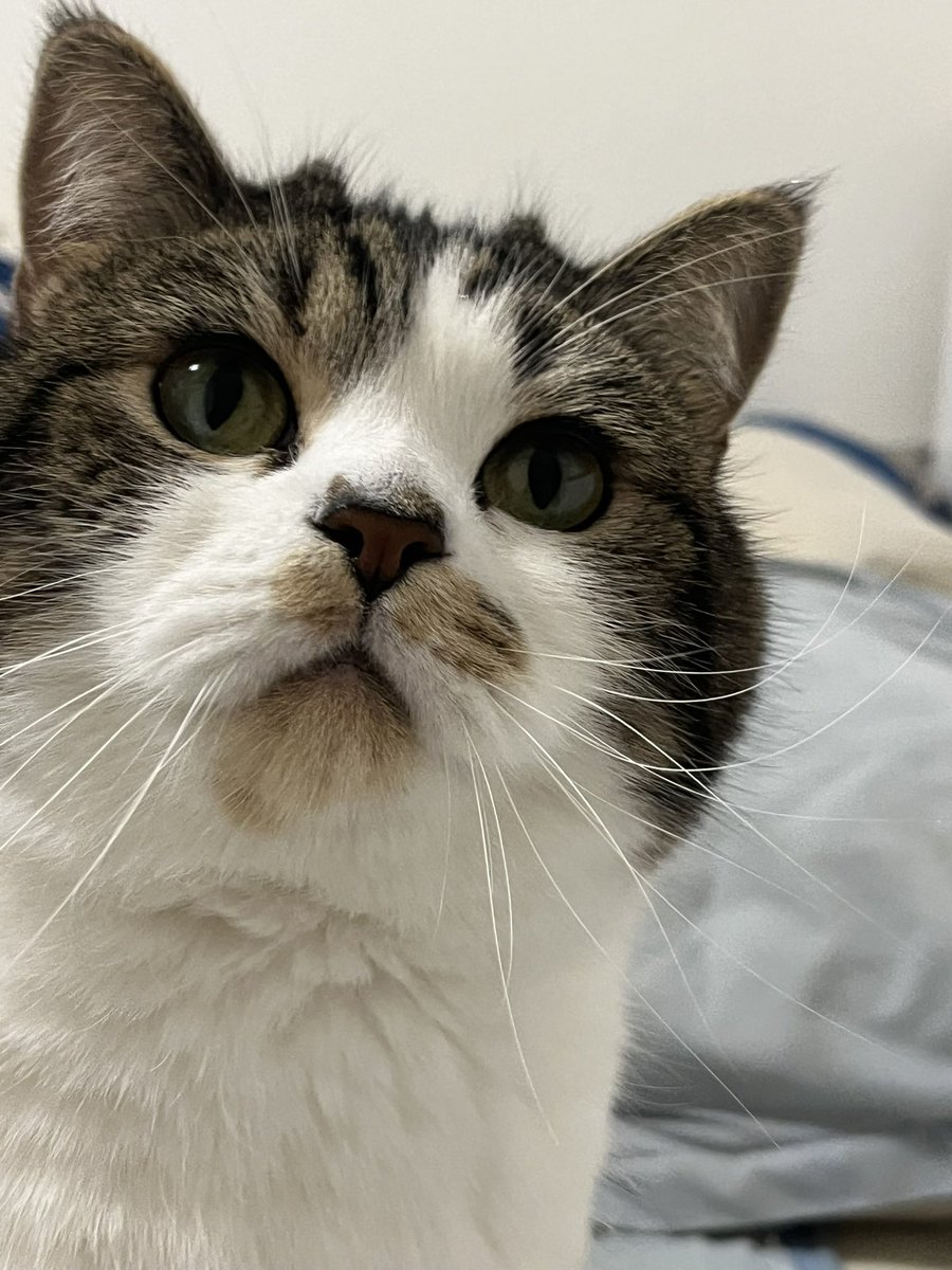 とろ、おにく (@torotolo106106) / Posts / X