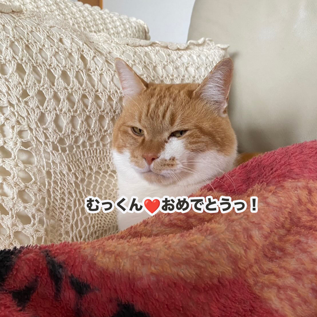 にゃん太通販+にゃっ展+にゃんにゃんBOX+猫十字 (@nyantashop) / Posts / X