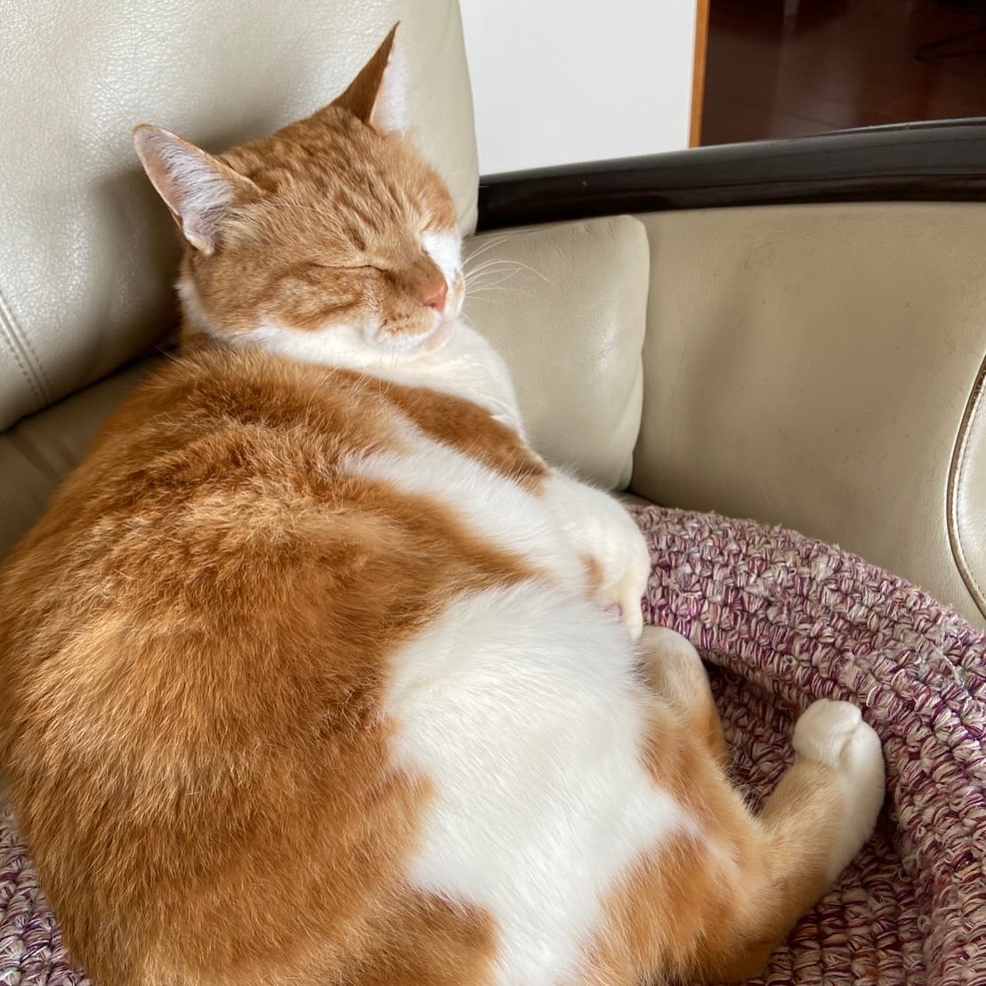 にゃん太通販+にゃっ展+にゃんにゃんBOX+猫十字 (@nyantashop) / Posts / X