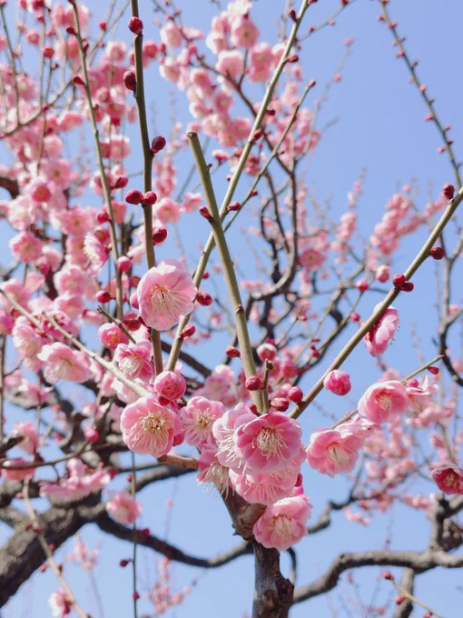 梅の花見に行きました 14年前に見た思い出の梅の品種もあった