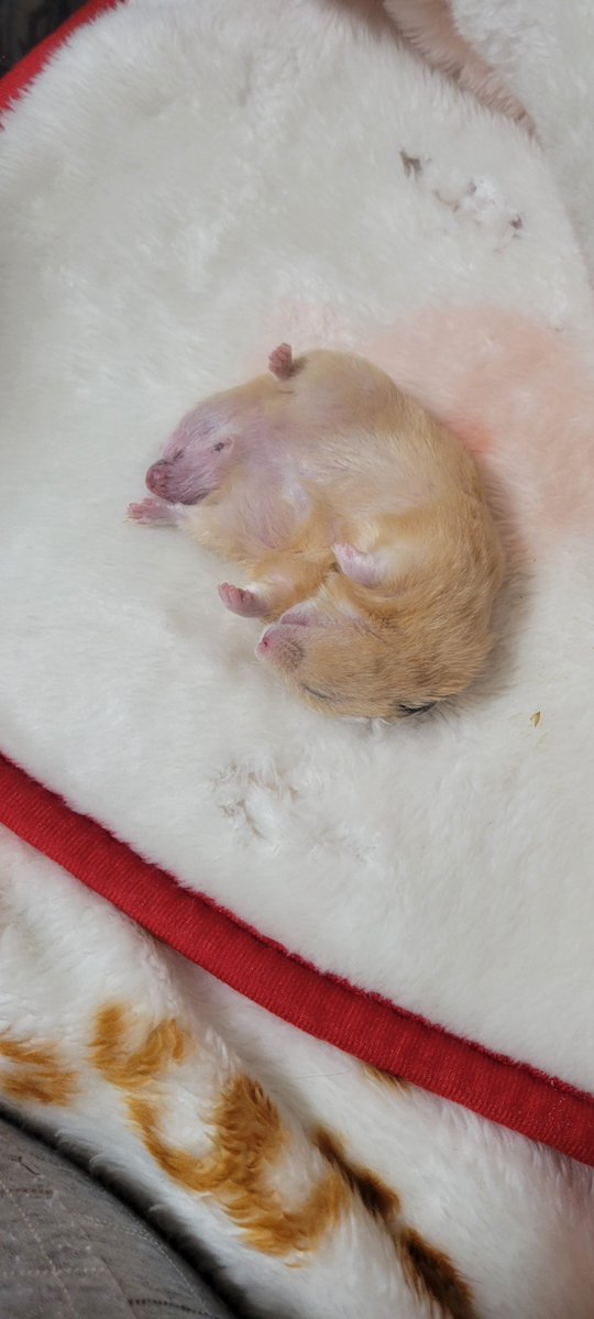 金ちゃん深い眠りの中ですねぇ😄♡可愛いなぁ〜
#ハムスター
#ハムスター好き 
#ハムスターのいる暮らし
#ハムスター金太郎