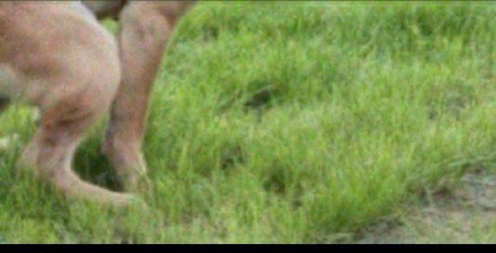 Central Dudu 📺 (@cfduducamargo) on Twitter photo 