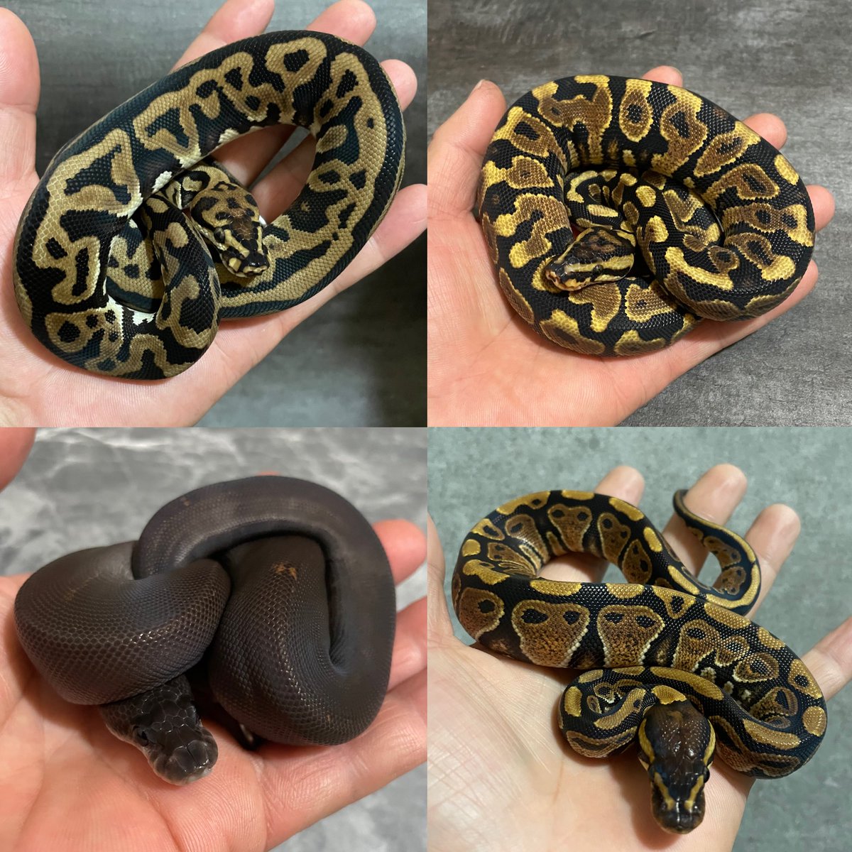 ポンコツあんのうん🐍 tweet media