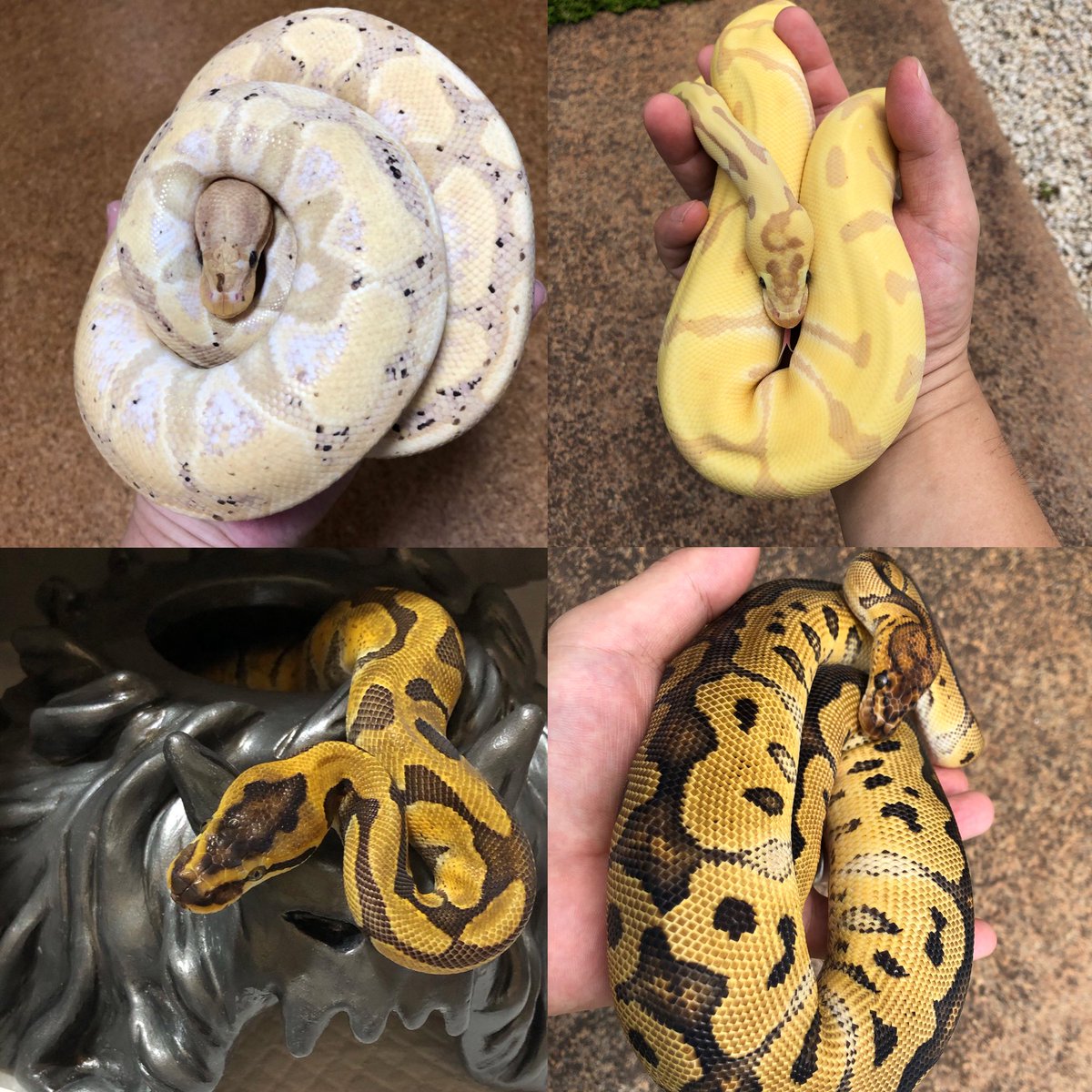 ポンコツあんのうん🐍 tweet media