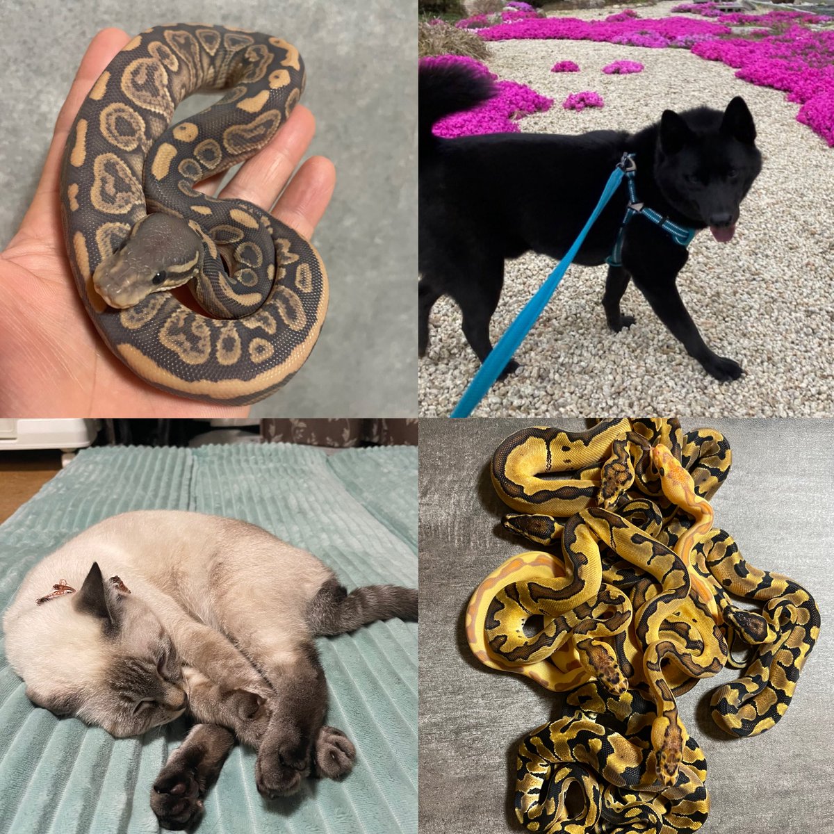 ポンコツあんのうん🐍 tweet media