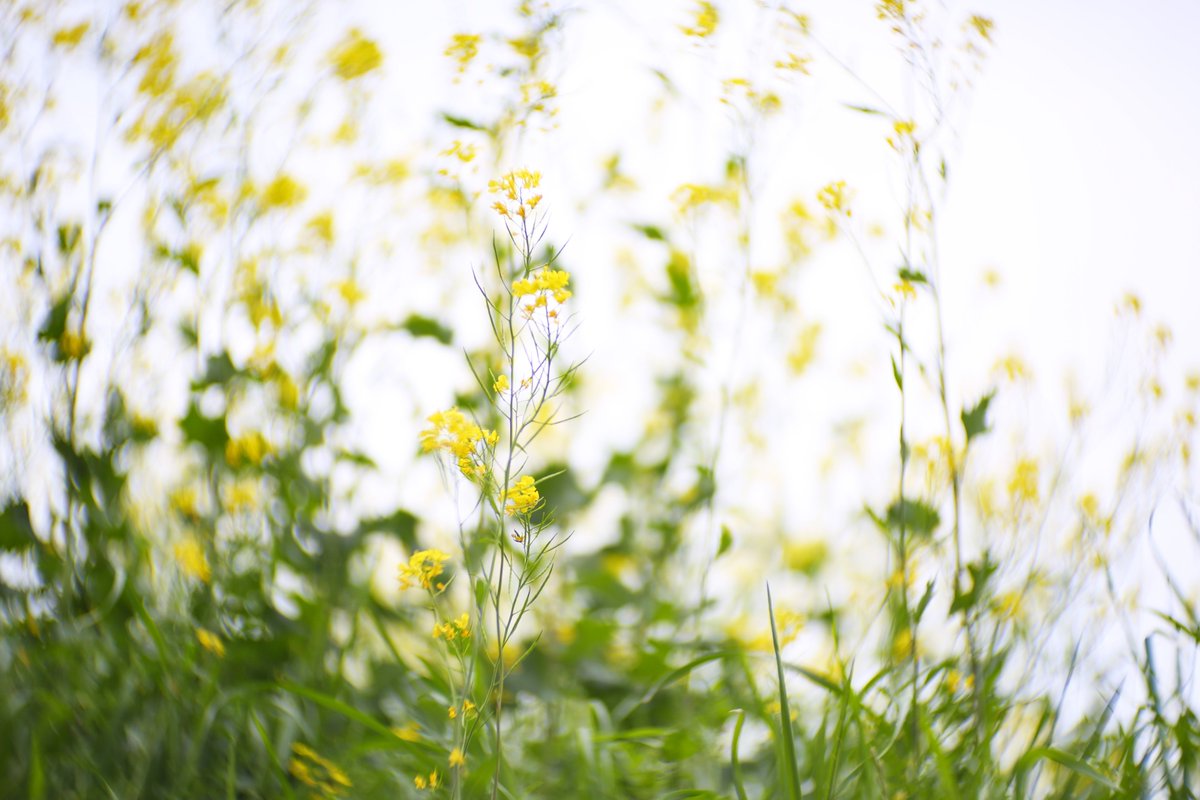 moment5712's tweet image. Canon EOS5D MarkⅢ + Lomography Petzval 80.5mm f1.9        

#Lomography #photography