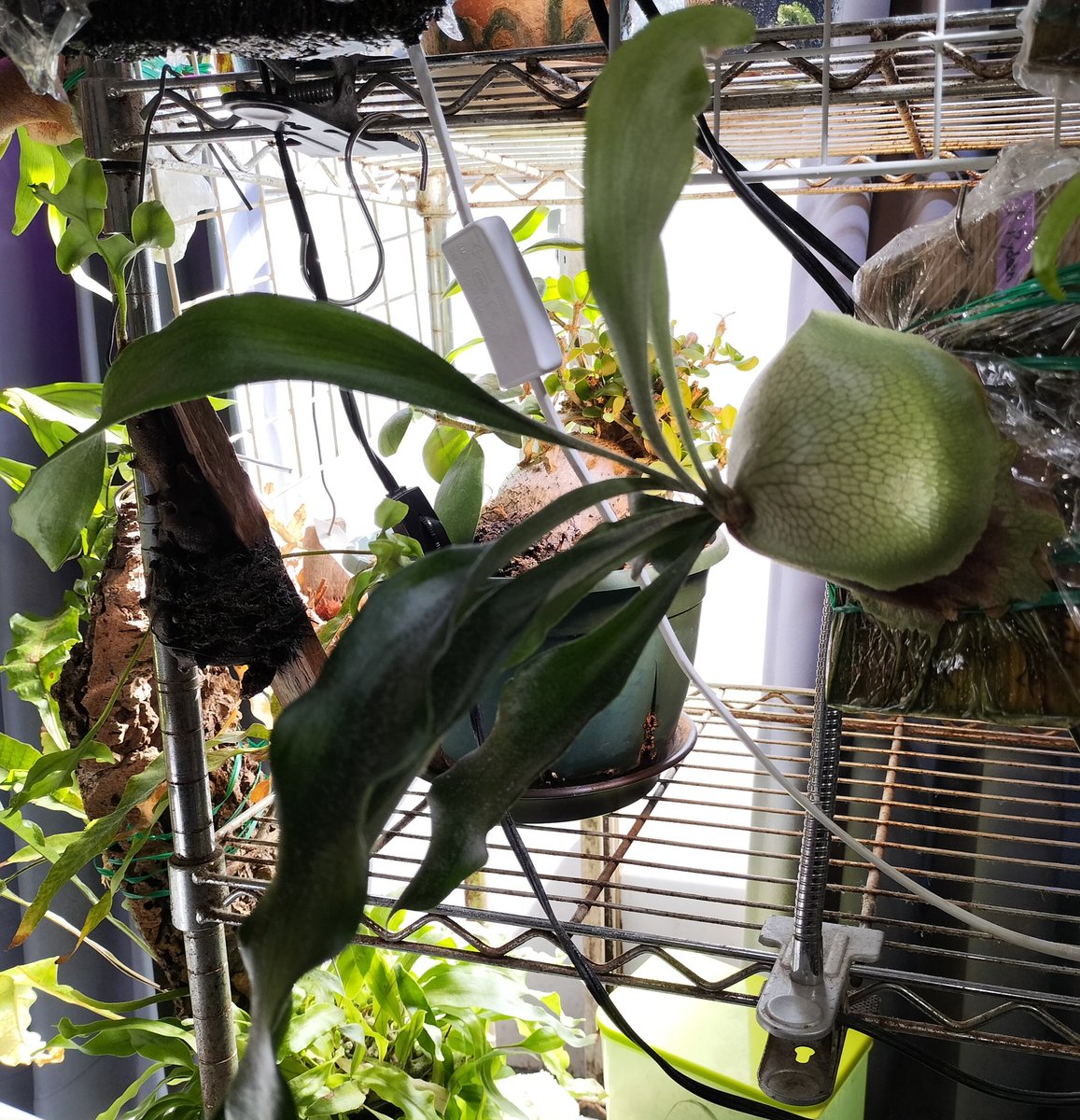 そしてうちのライディーン！