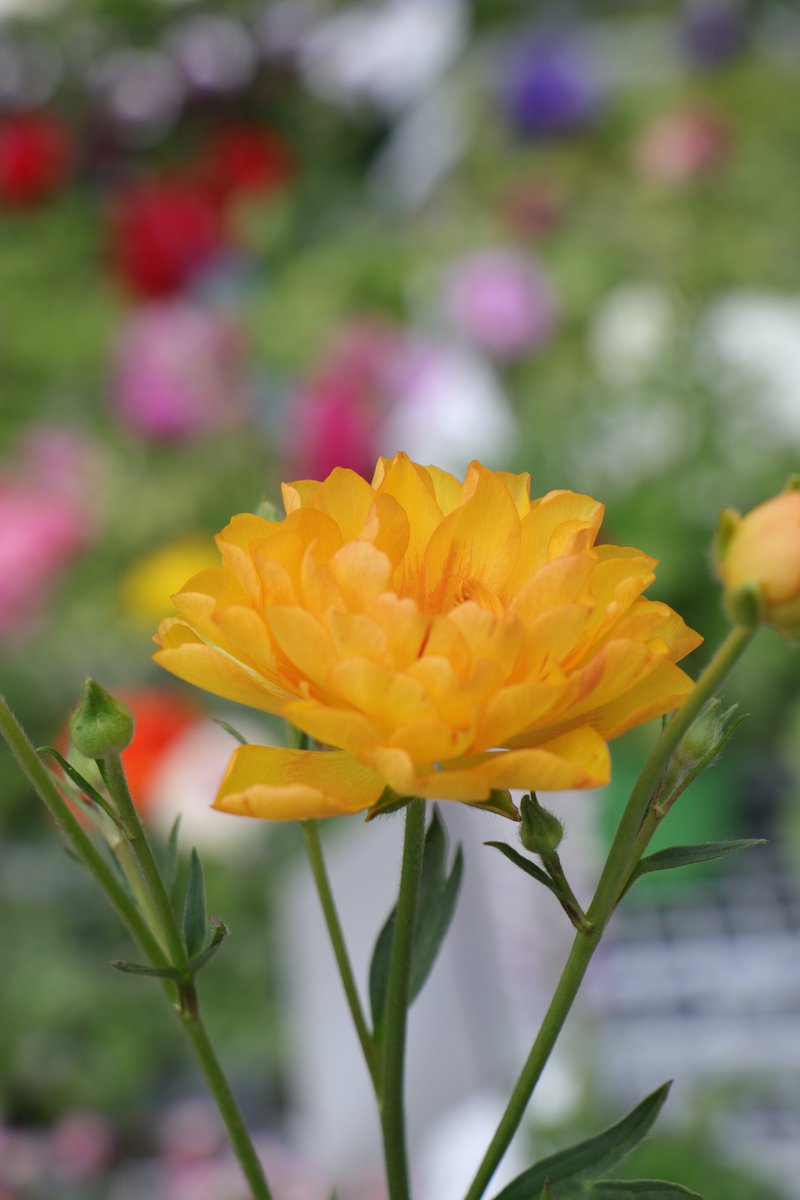 光沢きらめく特別な一株✨ ラナンキュラス・ラックス「ミネルバ」入荷