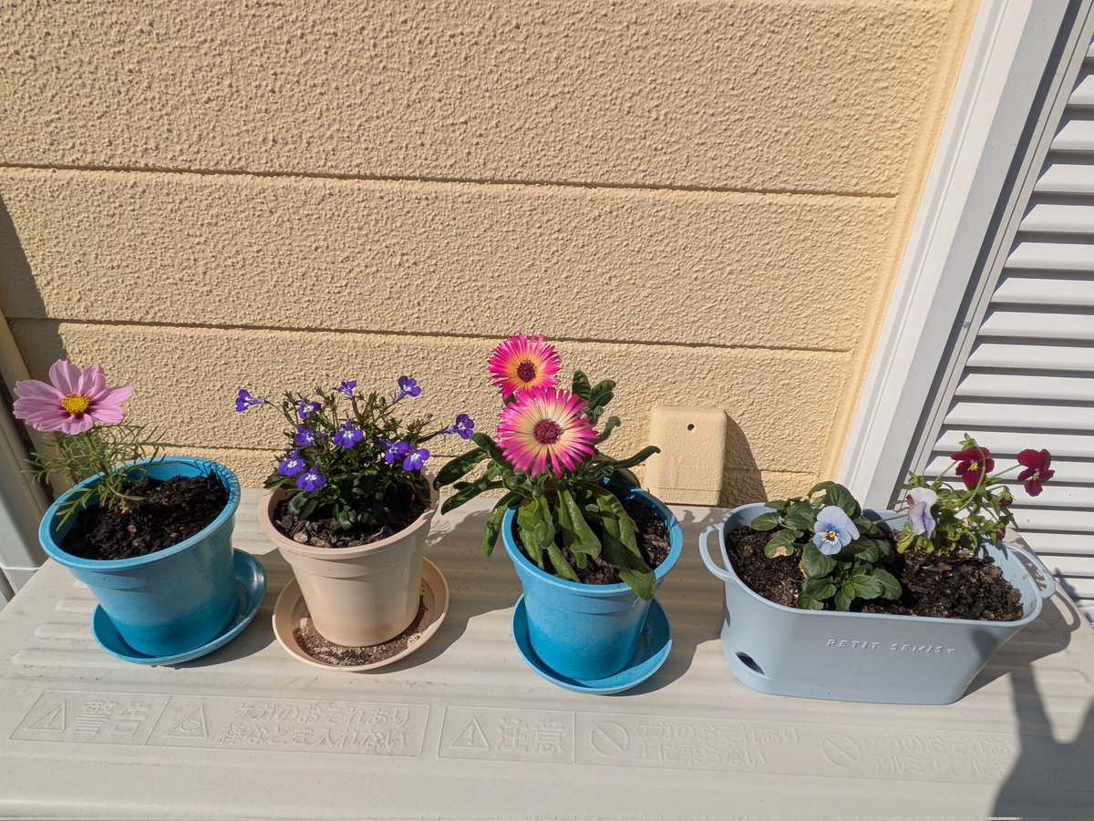 季節外れのコスモス
ロベリア
リビングストンデージー
ビオラ2種
どれもこぼれ種から育て花を咲かせました！