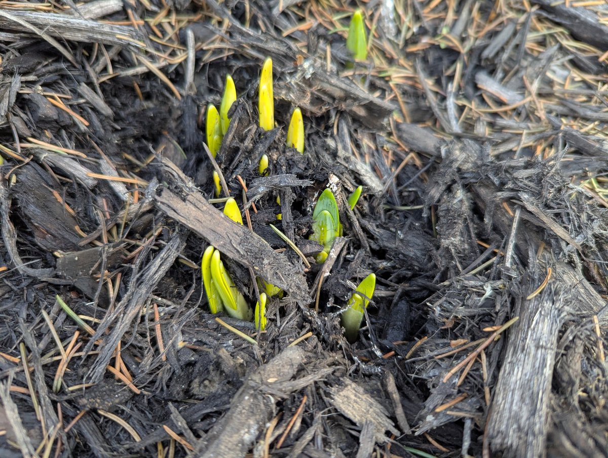 mmmadcccowalt's tweet photo. I almost forgot to post my first #signofspring picture I took yesterday. The daffodils are peeking! They will get snowed on more than once before they bloom but they are out of the ground!!!!
Also there were mallards quacking in the creek today. πππ https://t.co/uy0oMaQ7EW