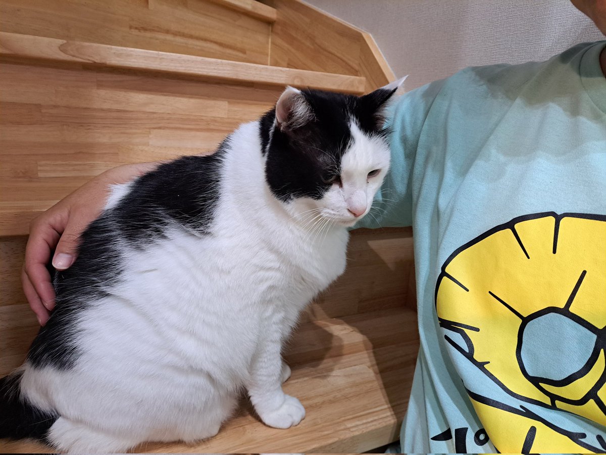 usami222's tweet photo. 黒猫もハチワレもどっちも私のパートナーにゃんこだから選べない…！！！！
でも一番付き合いの長い「ハチワレ」でいきます！！！！！！ https://t.co/LjvV25GAem