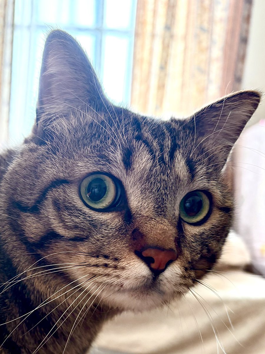 wind_angler's tweet image. RT @uJWJpFJGxHBmkUw: おはようございます😸
こたつが何だって？😾