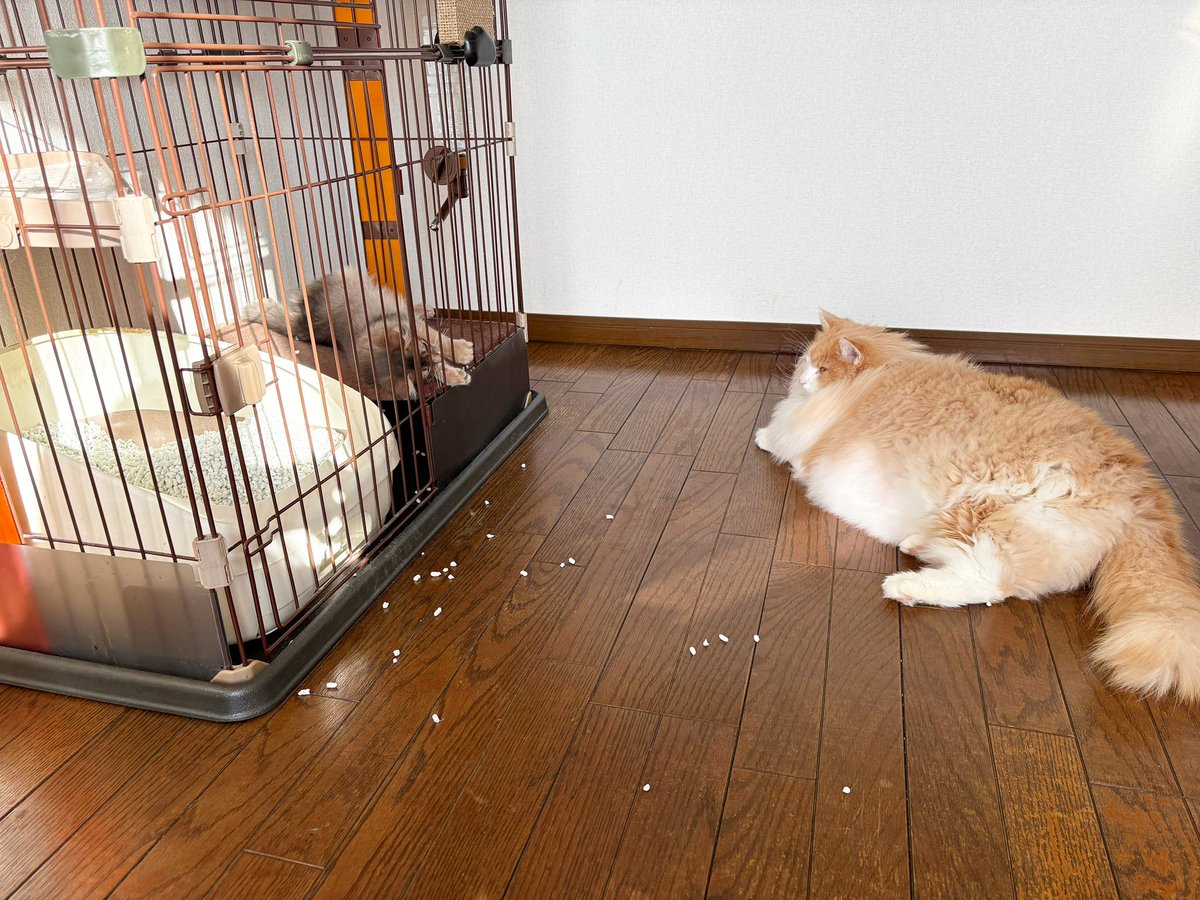 ぺーちゃんのママ (@pechannoma56368) / Posts / X