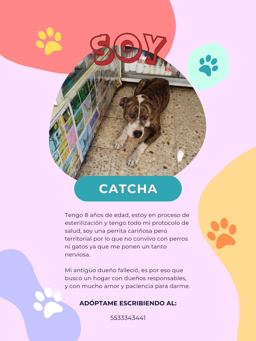 VIBRAmascotas's tweet photo. Amigos es URGENTE 
Compartan mucho por favor 
Estos perritos se quedaron desamparados 
Su humano murió , urgen hogares para ellos!  
No lo dudes adopta a alguno de ellos 
Info en el número de los carteles. https://t.co/B8WPCBWET4