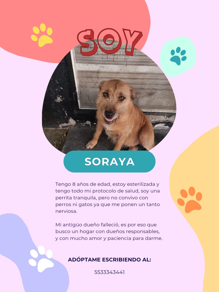 VIBRAmascotas's tweet photo. Amigos es URGENTE 
Compartan mucho por favor 
Estos perritos se quedaron desamparados 
Su humano murió , urgen hogares para ellos!  
No lo dudes adopta a alguno de ellos 
Info en el número de los carteles. https://t.co/B8WPCBWET4