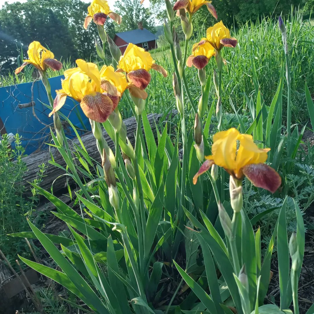 RGraysee909 🐕‍🦺🐾🌹 (@graysee909) on Twitter photo 