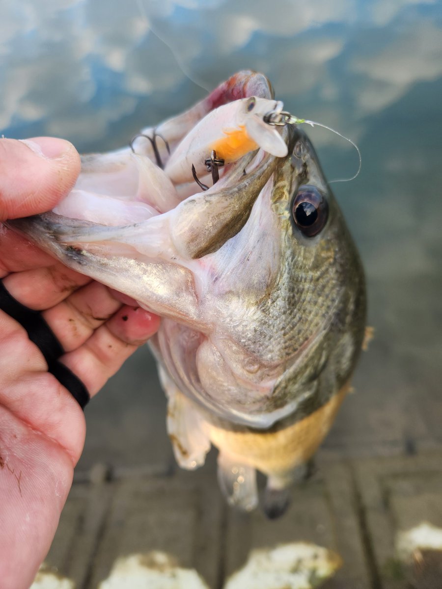 JACKALL BASS FISHING (@JACKALL_Inc) / Posts / X