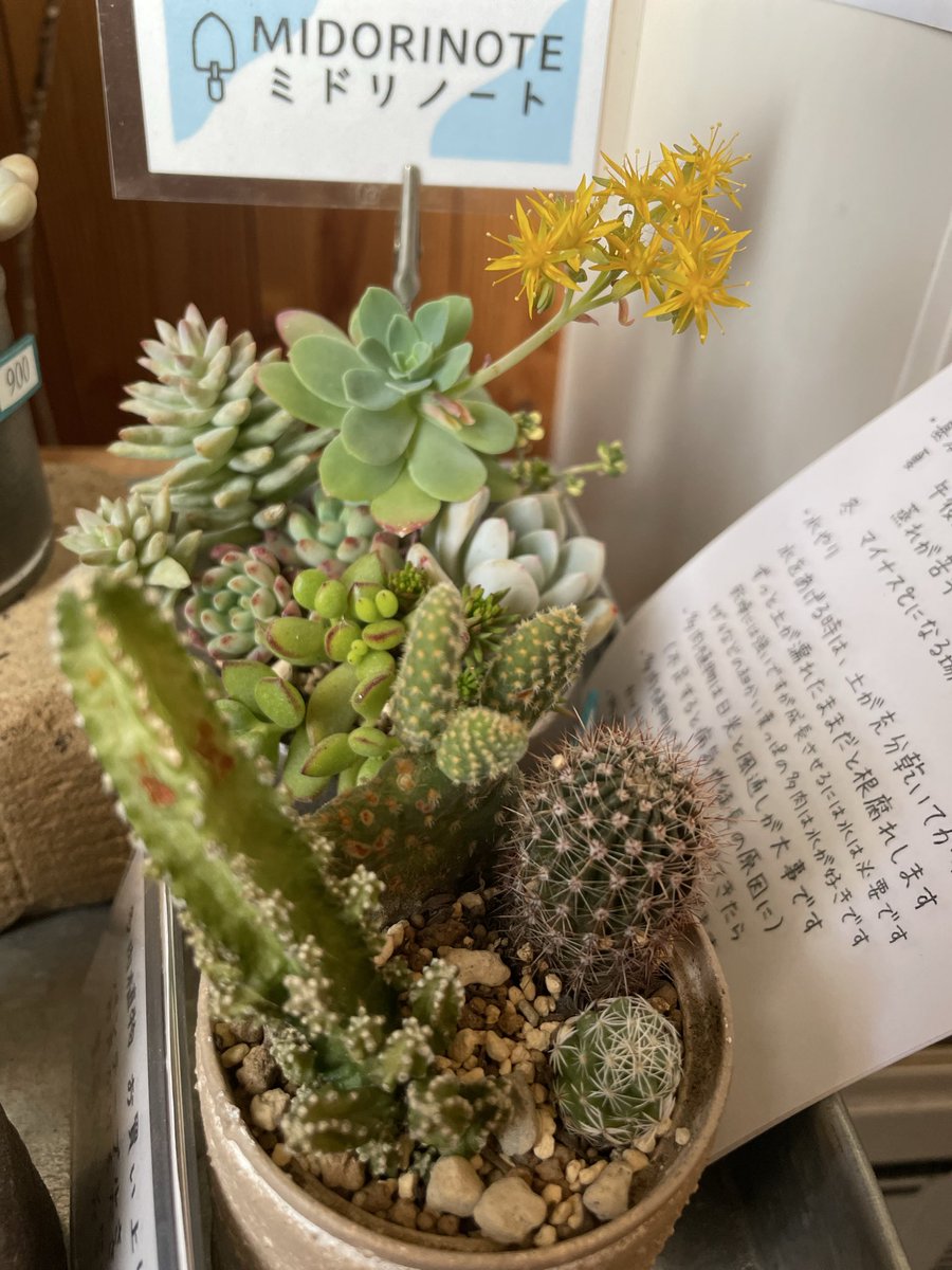 pan_table's tweet photo. ミドリノートさんの元気な寄せ植え開花中です。

ゆずあんぱんがそろそろ今季終盤です🍊 https://t.co/yIn7fJ8g0s