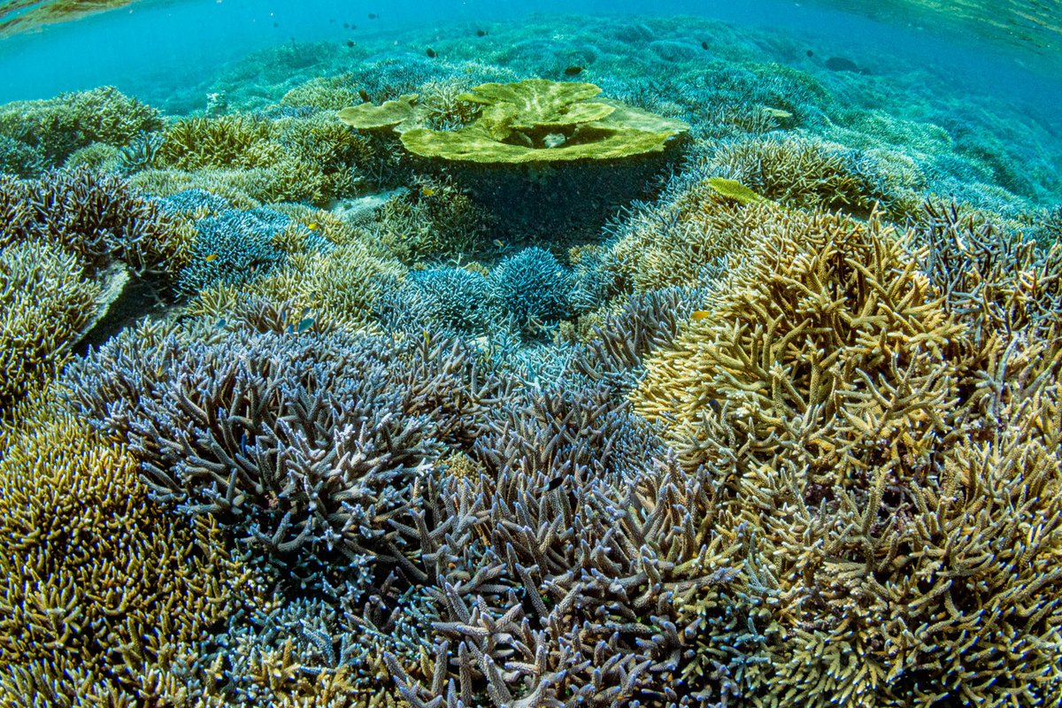 撮影で西表島に来ています。 数年前の台風や水温上昇でかなりの数の