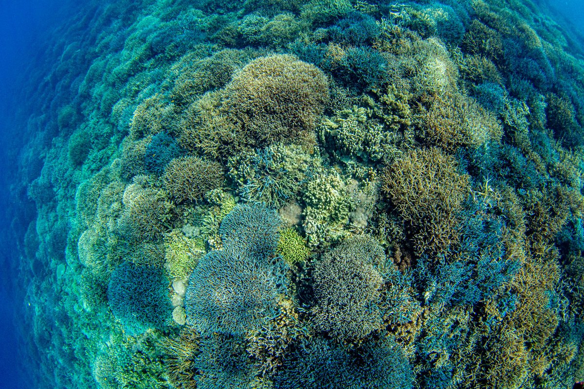 撮影で西表島に来ています。 数年前の台風や水温上昇でかなりの数の