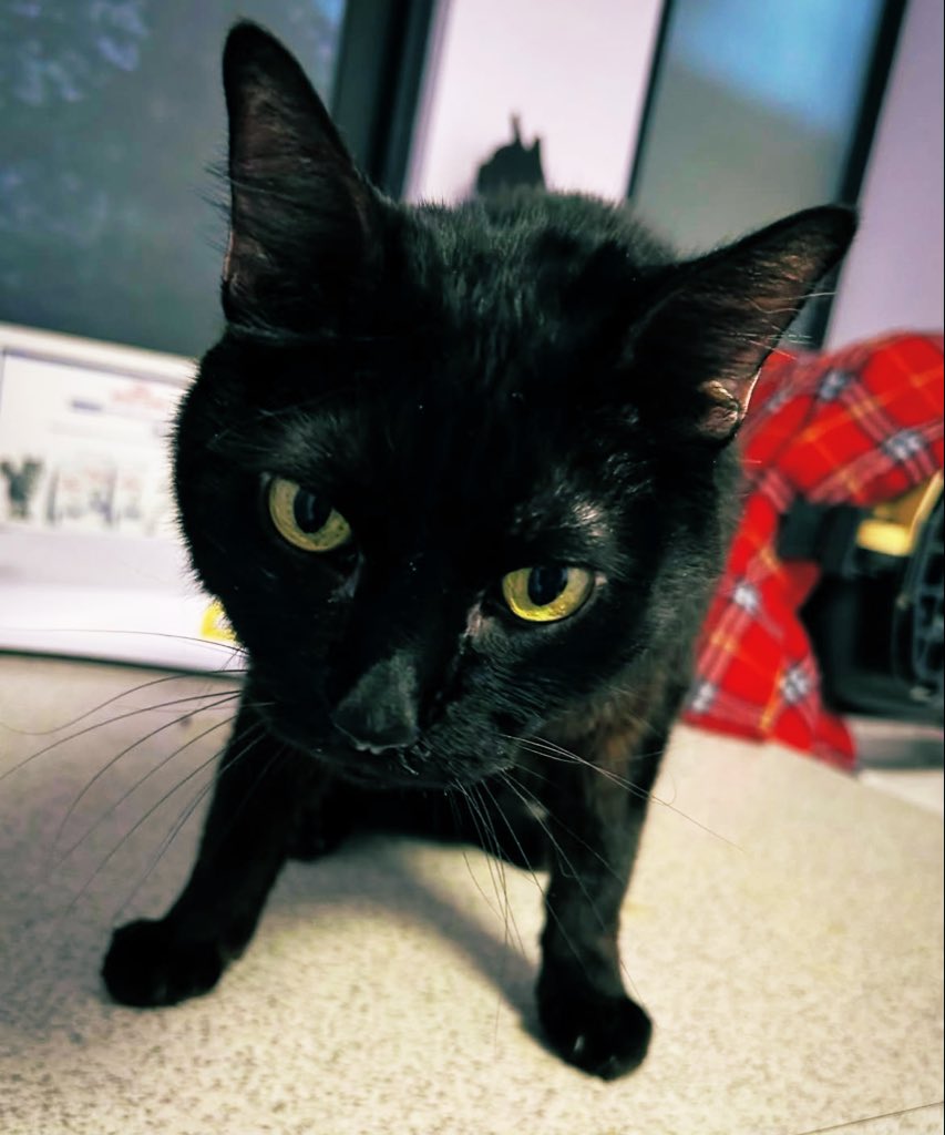 Ya ni la friegas, humano, cómo me traes al veterinario en el día del gato.